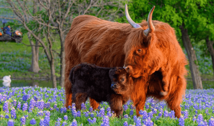 Cute:6dscqv9i35s= Fluffy Cow