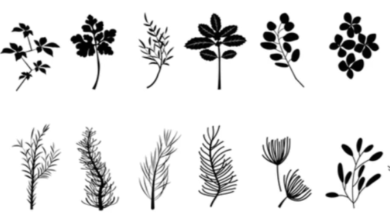 Outline:4olri42aafw= Leaf Clipart Black and White