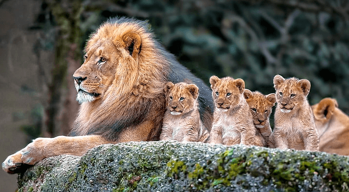 Baby:4erindnul2o= Lions Animal