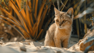 Cute:8ht4wtxoogy= Sand Cat