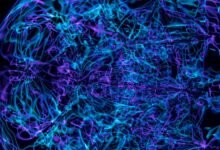 neural beam apex pulse